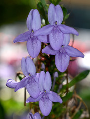 Pseuderanthemum graciliflorum