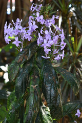 Pseuderanthemum graciliflorum