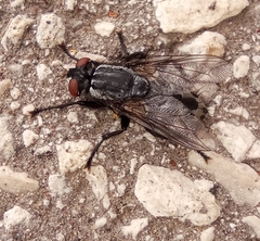 Wohlfahrtia magnifica