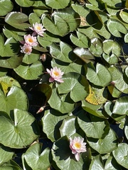 Nymphaea candida