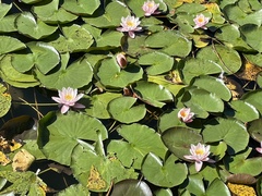 Nymphaea candida
