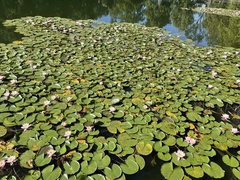Nymphaea candida