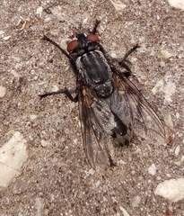 Wohlfahrtia magnifica