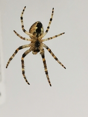 Larinioides ixobolus