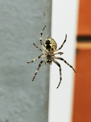 Larinioides ixobolus