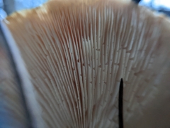 Leucopaxillus eucalyptorum