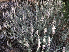 Teucrium marum