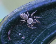 Phidippus carolinensis