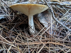 Leucopaxillus eucalyptorum
