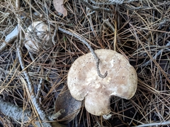Leucopaxillus eucalyptorum