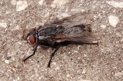 Wohlfahrtia magnifica