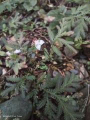 Odontochilus yakushimensis