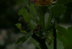 Crataegus macrocarpa