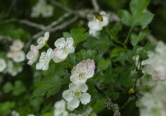 Crataegus macrocarpa