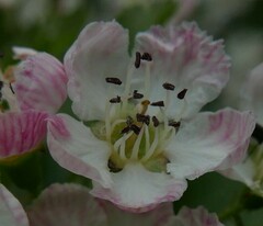 Crataegus macrocarpa