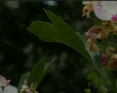 Crataegus macrocarpa