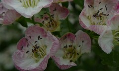 Crataegus macrocarpa