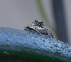 Phidippus carolinensis
