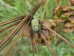 Hoplia parvula