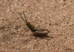 Monistria discrepans
