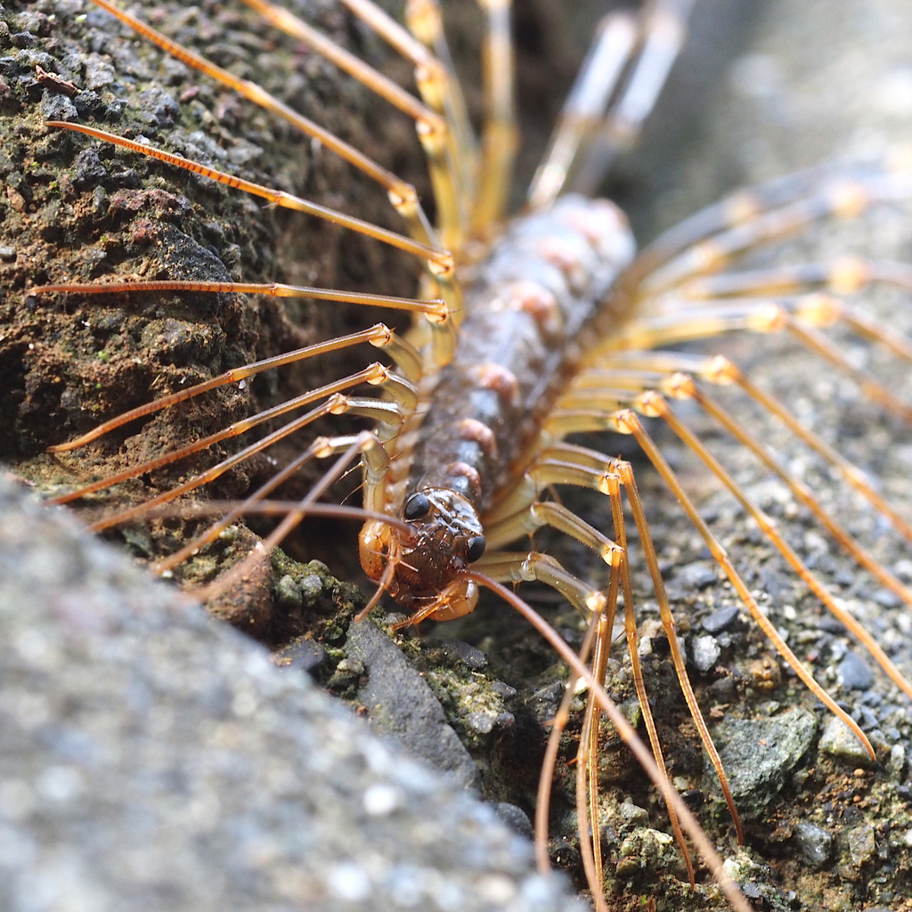 Thereuopoda clunifera from Yamanaka Shinden, Mishima, Shizuoka 411-0011 ...