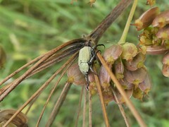 Hoplia parvula