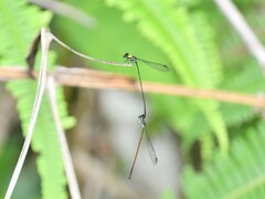 Prodasineura dorsalis