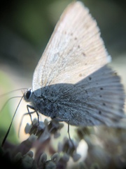 Satyrium sylvinus dryope