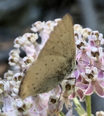 Satyrium sylvinus dryope
