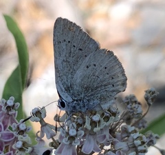 Satyrium sylvinus dryope
