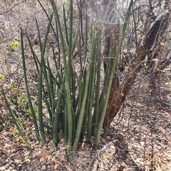 Sansevieria pearsonii
