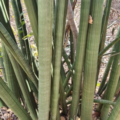 Sansevieria pearsonii