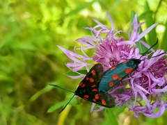 Zygaena viciae
