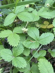 Fragaria orientalis