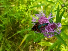 Zygaena viciae
