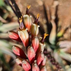 Aloe globuligemma