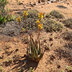 Aloe cryptopoda
