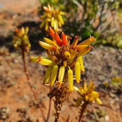 Aloe cryptopoda