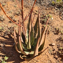 Aloe cryptopoda