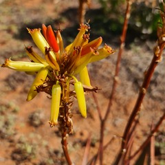 Aloe cryptopoda