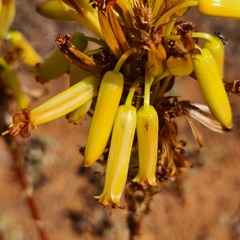 Aloe cryptopoda
