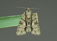 Acronicta strigosa