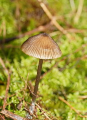 Entoloma conferendum