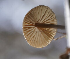 Entoloma conferendum