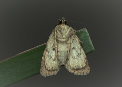 Acronicta strigosa