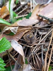 Auriscalpium vulgare