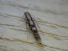 Agraylea multipunctata