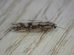 Agraylea multipunctata