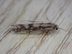 Agraylea multipunctata