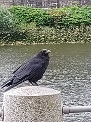 Corvus